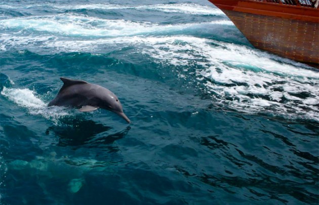 Delfine vor Muscats Küste