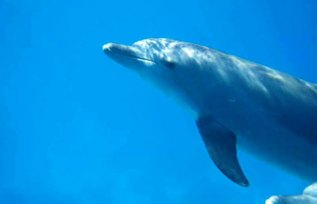 Red Sea Dolphin-Ausflug inkl. Mittagessen