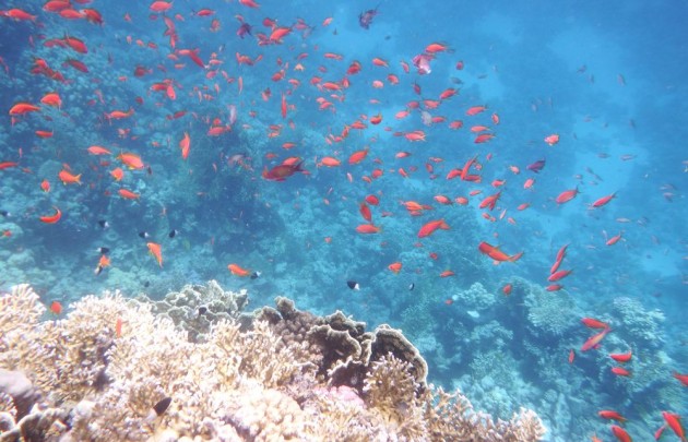 Naturschutzgebiet Sharm el Naga 