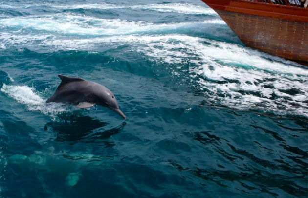 Ausflug zur Halbinsel Musandam