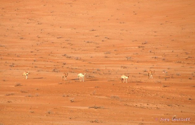 Wahiba Sands & Wadi Bani Khalid