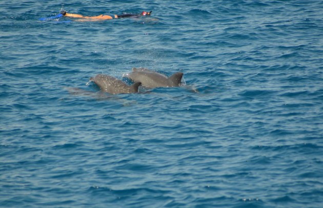 Bandar Khiran Island "Schnorchelausflug"