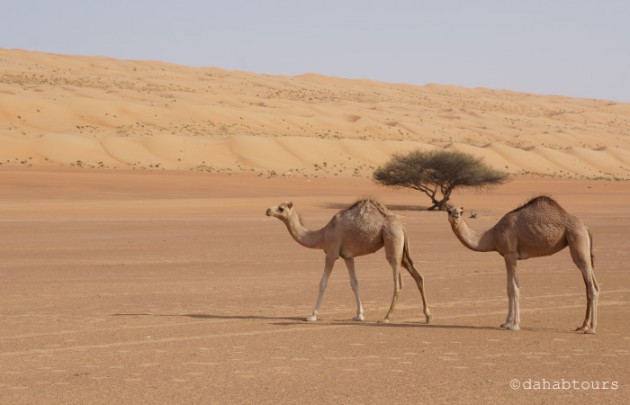 Wadi Shab - Küstentour 