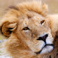 Löwe sonnt sich im etosha Nationalpark auf der Namibia Rundreise