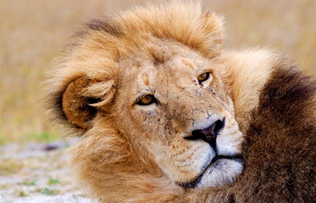 Löwe sonnt sich im etosha Nationalpark auf der Namibia Rundreise