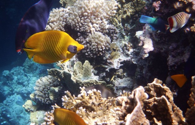 Naturschutzgebiet Sharm el Naga 