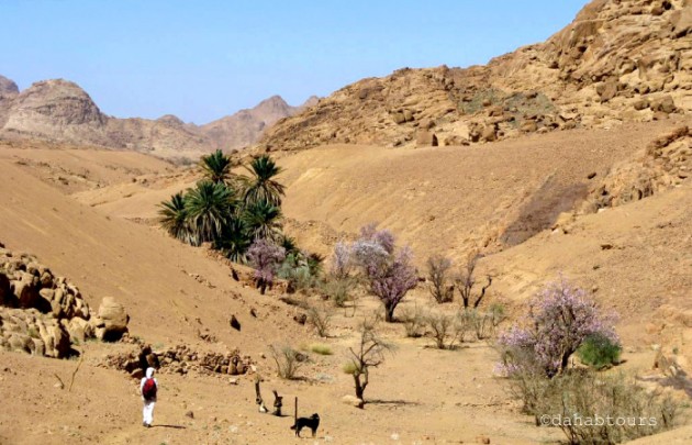 Oase Wadi Feiran & Besuch des Nonnenkloster 