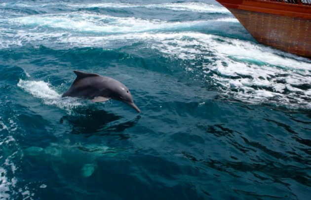 Sunset Dhow Cruise inklusive Transfers