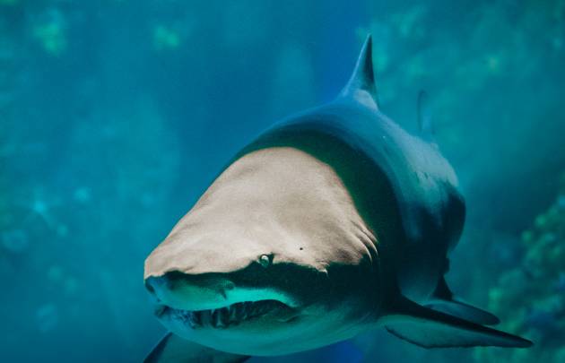 Das Nationalaquarium