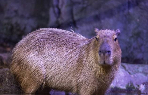Das Nationalaquarium