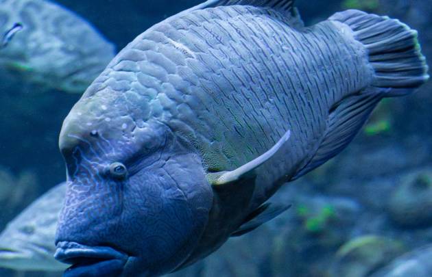 Das Nationalaquarium