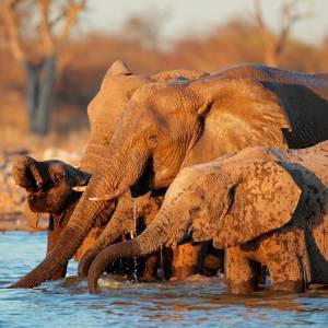 Elefanten beim Trinken/Baden im Etosha Nationalpark
