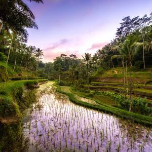 Reisterassen in Sa Pa, Lao Chi