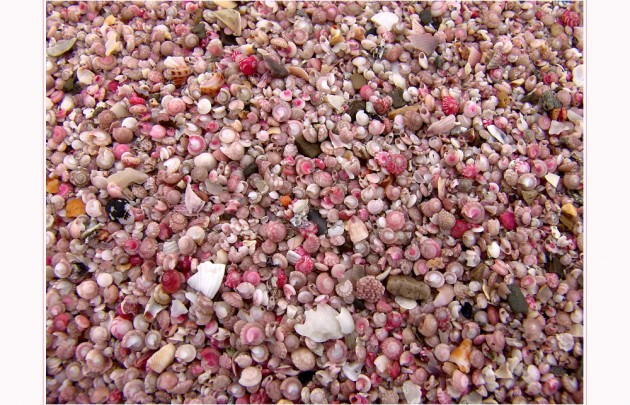 Wadi Shab - Küstentour 