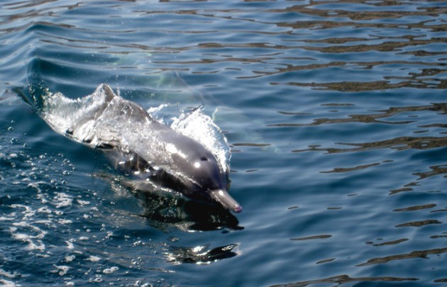 Delfine vor Muscats Küste