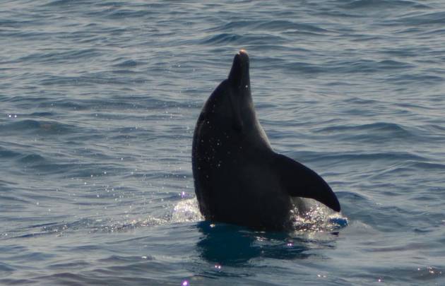 Schnorcheln und Delfine beobachten