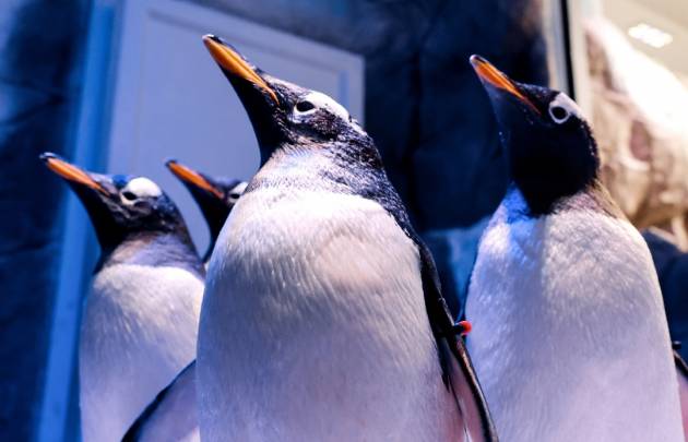 Dubai Mall Aquarium