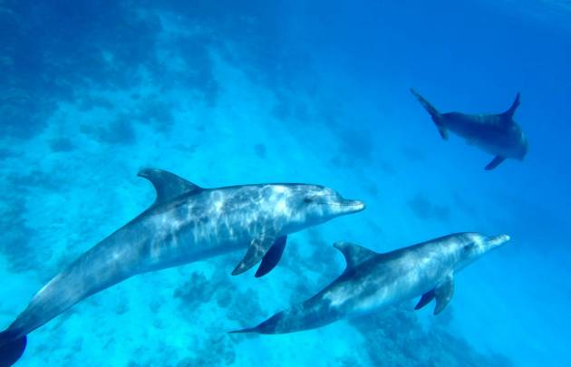 Red Sea Dolphin-Ausflug inkl. Mittagessen